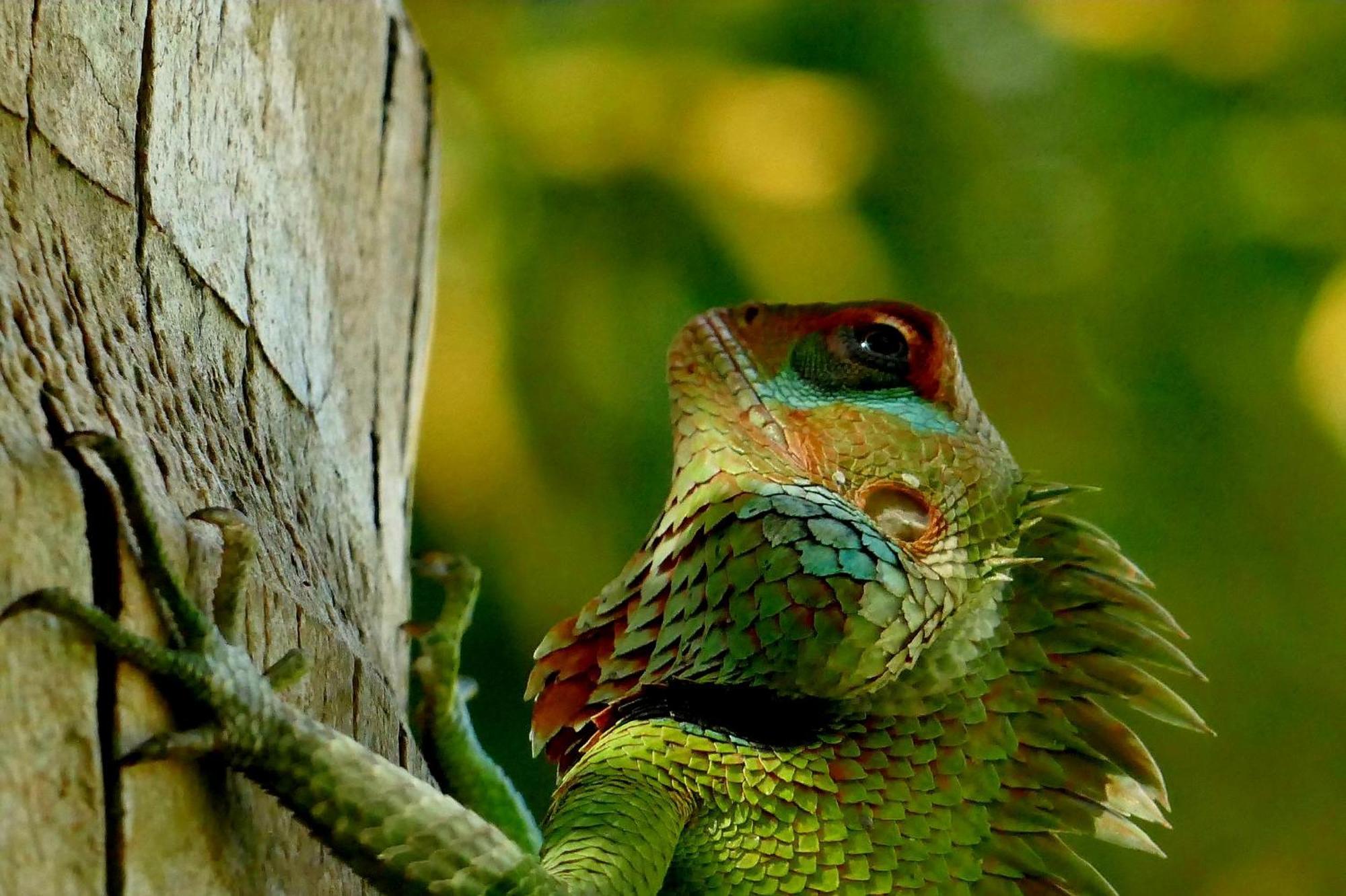 Singharaja Garden AGRO ECO Lodge Pelawatta  Bagian luar foto
