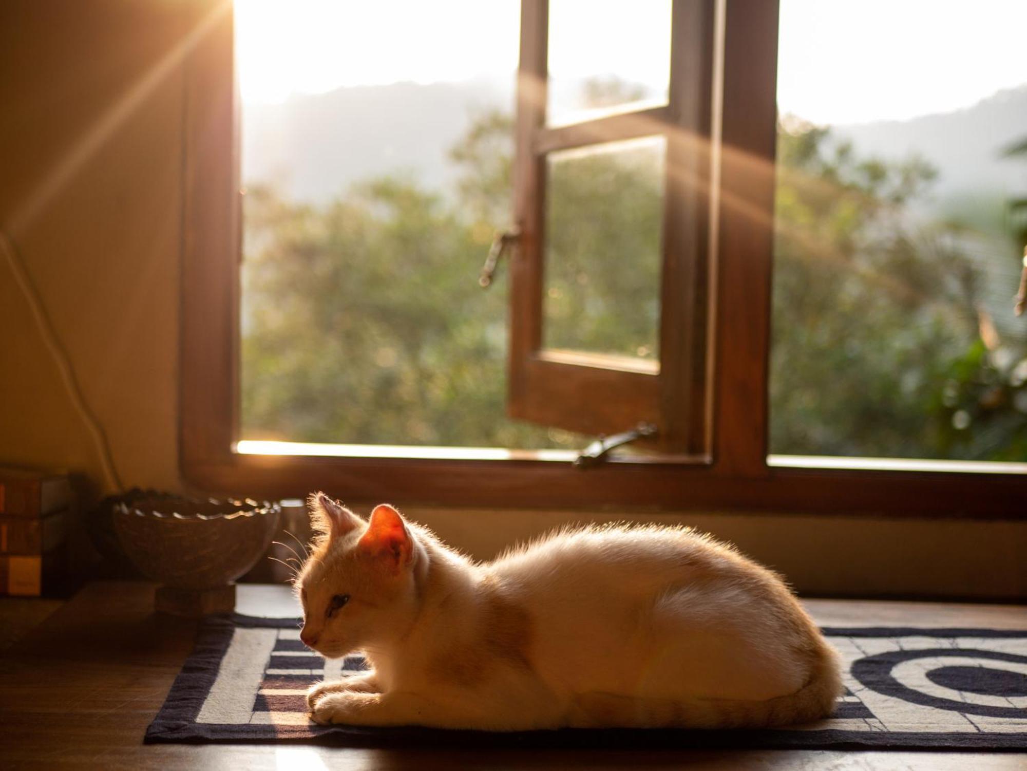 Singharaja Garden AGRO ECO Lodge Pelawatta  Bagian luar foto